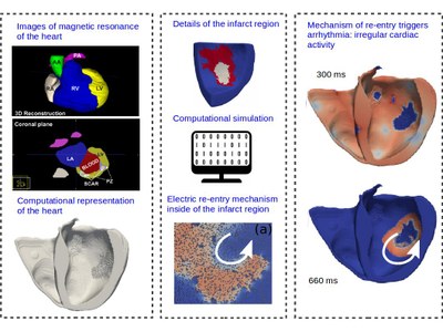 Un nou procediment de simulació permet noves perspectives sobre els batecs ectòpics en el cor