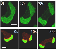 Descobreixen noves formes de divisió cel·lular causades per ones de proteïna