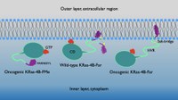 Ponts salins de llarga durada proporcionen el mecanisme d’ancoratge de les proteïnes oncogèniques KRas-4B a les membranes cel·lulars