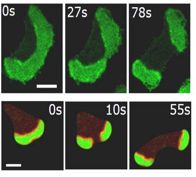 New mechanism  of cell division caused by protein waves discovered